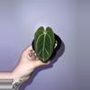 plant/Black Widow x Carla GPH001-0-thumbnail