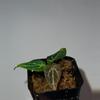 plant/BOTTOM CUT of Forgetii Thunderbolt w/ active growth points-1-thumbnail