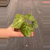 plant/Anthurium sulanjana “king of clarinervium” starter plant growers choice-5-thumbnail