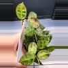 plant/Hoya Lacunosa Amarillo-H-4-thumbnail
