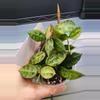 plant/Hoya Lacunosa Amarillo-H-0-thumbnail
