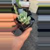 plant/greenovia 2”-0-thumbnail