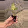 plant/Anthurium queen of hearts starter plant growers choice-7-thumbnail