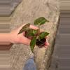 plant/Anthurium crystallinum x forgetii starter plant growers choice-6-thumbnail