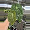plant/Seed grown anthurium darkest panama (Goliath) x blue papillilaminum starter plan-2-thumbnail