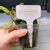 plant/Hoya Lacunosa Amarillo-H-6-thumbnail
