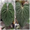 plant/Anthurium (Code Red x Papi A+) × (Ralph Lynum x Carla) large seedlings-2-thumbnail