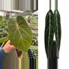 plant/Seed grown anthurium legend x Warocqueanum starter plant growers choice-0-thumbnail
