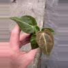 plant/Anthurium crystallinum x forgetii starter plant growers choice-1-thumbnail