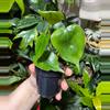 plant/Philodendron Heartleaf-0-thumbnail