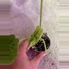 plant/Alocasia dragon scale mint-1-thumbnail