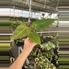 plant/Seed grown anthurium portillae x Warocqueanum starter plant growers choice-5-thumbnail