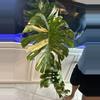 plant/Massive Mature Thai Constellation-0-thumbnail