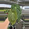 plant/Seed grown anthurium darkest panama (Goliath) x blue papillilaminum starter plan-3-thumbnail