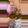 plant/Wentii for humming Hoyas-0-thumbnail