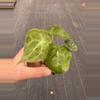plant/Anthurium sulanjana “king of clarinervium” starter plant growers choice-4-thumbnail