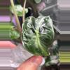 plant/Pink Venom Low Var/Revert-1-thumbnail
