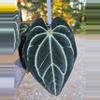 plant/Anthurium Carla #1 x #16 (flowering size)-1-thumbnail