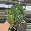 plant/Seed grown anthurium darkest panama (Goliath) x blue papillilaminum starter plan-1-thumbnail