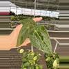 plant/Seed grown anthurium forth Sherman x guna yala starter plant growers choice-4-thumbnail