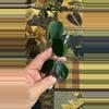 plant/#211 Chouke (Carnosa X Serpens)-0-thumbnail