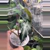 plant/Pink Venom Low Var/Revert-2-thumbnail