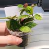 plant/Hoya Lacunosa Amarillo-H-1-thumbnail