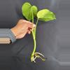 plant/Monstera Aurea (low variegation)-1-thumbnail
