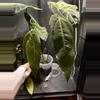 plant/Anthurium Warocqueanum ‘Esmeralda’-2-thumbnail