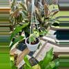 plant/3" HB Hoya Cumingiana Albo-0-thumbnail
