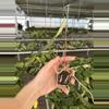 plant/Seed grown anthurium legend x Warocqueanum starter plant growers choice-6-thumbnail