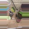 plant/Well rooted off shoot pup tri color pink wattson good size pup-9-thumbnail