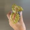 plant/260 Anglaonema Donna Carmen-0-thumbnail