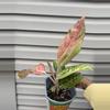 plant/Aglaonema bidadari-1-thumbnail