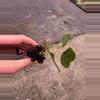 plant/Anthurium queen of hearts starter plant growers choice-4-thumbnail