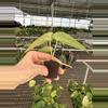 plant/Seed grown anthurium forth Sherman x guna yala starter plant growers choice-7-thumbnail