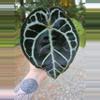 plant/Anthurium Pink Lemonade s1 (Directly from SKG Gardens)-0-thumbnail