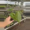 plant/Seed grown anthurium green mamba x Hoffmanii starter plant growers choice-4-thumbnail