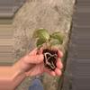 plant/Anthurium crystallinum x forgetii starter plant growers choice-7-thumbnail