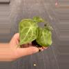 plant/Anthurium sulanjana “king of clarinervium” starter plant growers choice-3-thumbnail