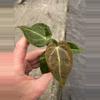 plant/Anthurium crystallinum x forgetii starter plant growers choice-2-thumbnail