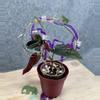 plant/Acrylic Plant Trellis-4-thumbnail