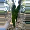 plant/Large Anthurium Mettalicum-1-thumbnail