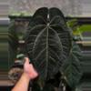 plant/Anthurium ace of spades x dark phoenix starter plant growers choice-0-thumbnail