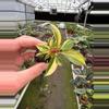 plant/Philodendron Variegated Rojo Congo starter plant growers choice-3-thumbnail