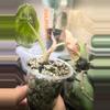 plant/Pink/albo/purple azlannii pup-4-thumbnail
