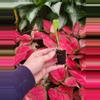 plant/spathoglottis mellow yellow starter plant growers choice-4-thumbnail