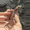 plant/Starry Night Gecko baby - CB-1-thumbnail