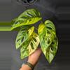 plant/#1008 Monstera adansonii aurea-0-thumbnail