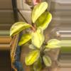 plant/Large argintina princess Hoya-1-thumbnail